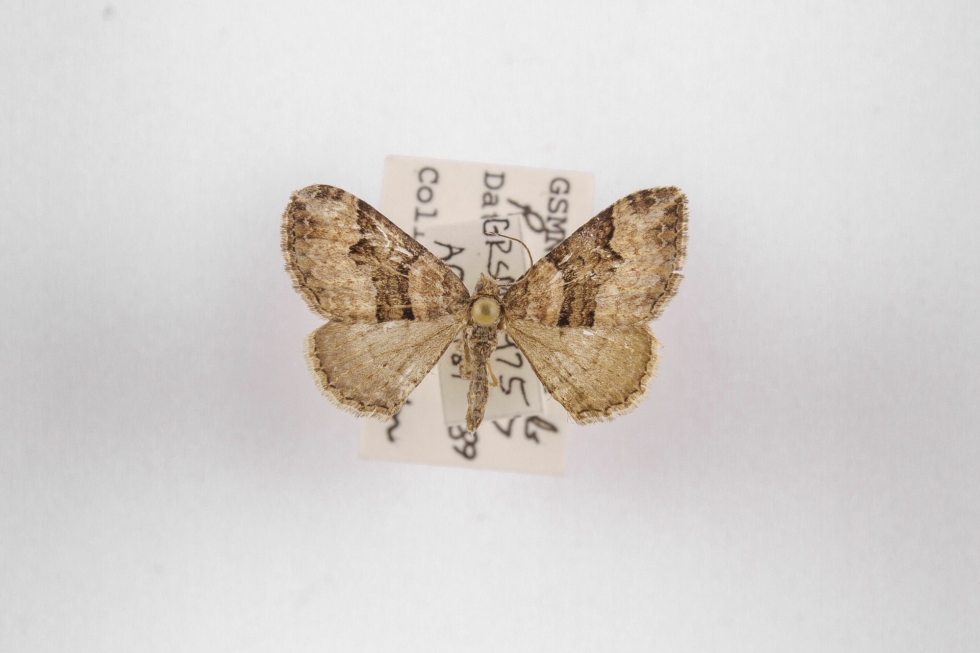 Image of Xanthorhoe ferrugata, a species of Animalia