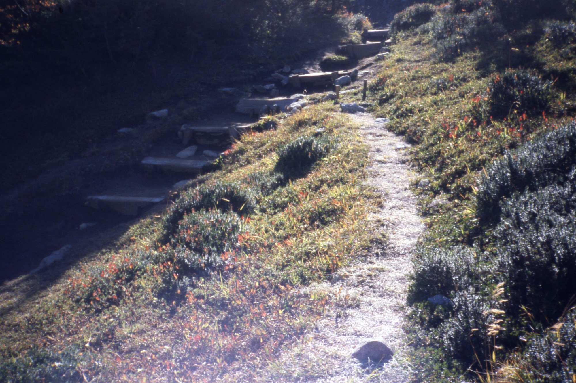 A small social trail surrounded by wildflowers and shrubs leading to stairs on the main trail.