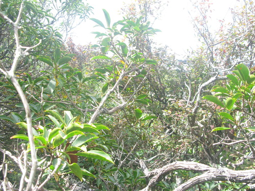 GRSM Accuracy Assessment. Plot Code: GRSM_AA_0632_6