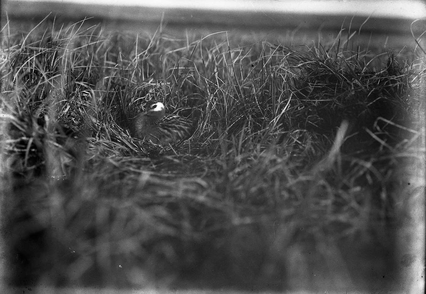 Griffin Point, Alaska