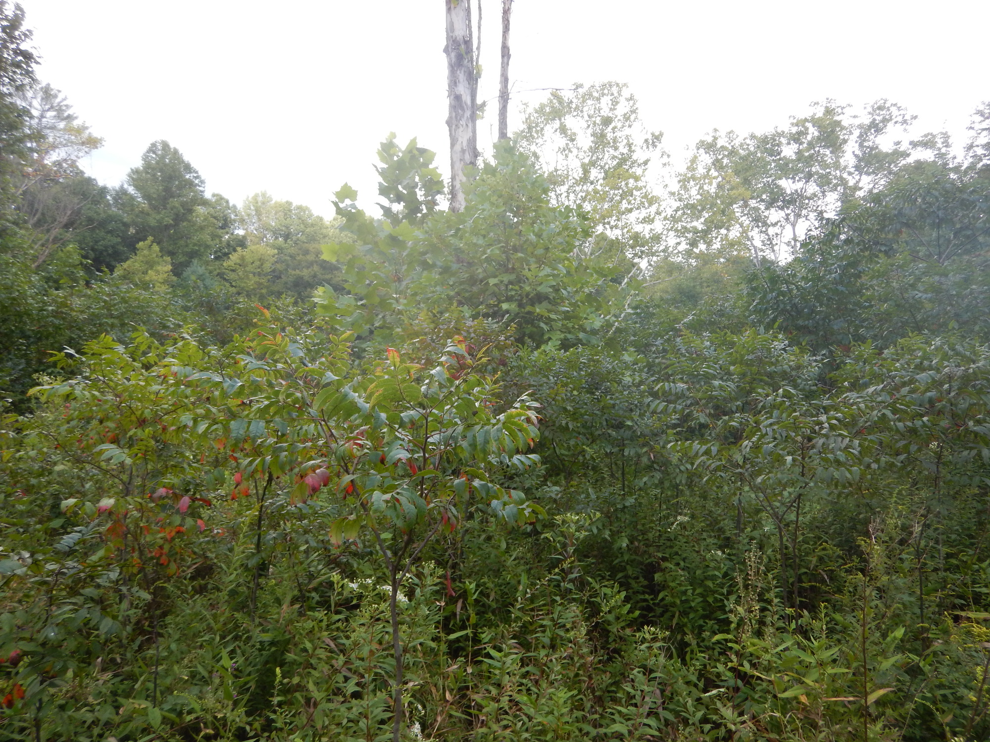 GRSM Accuracy Assessment. Plot Code: GRSM_AA_0690_3