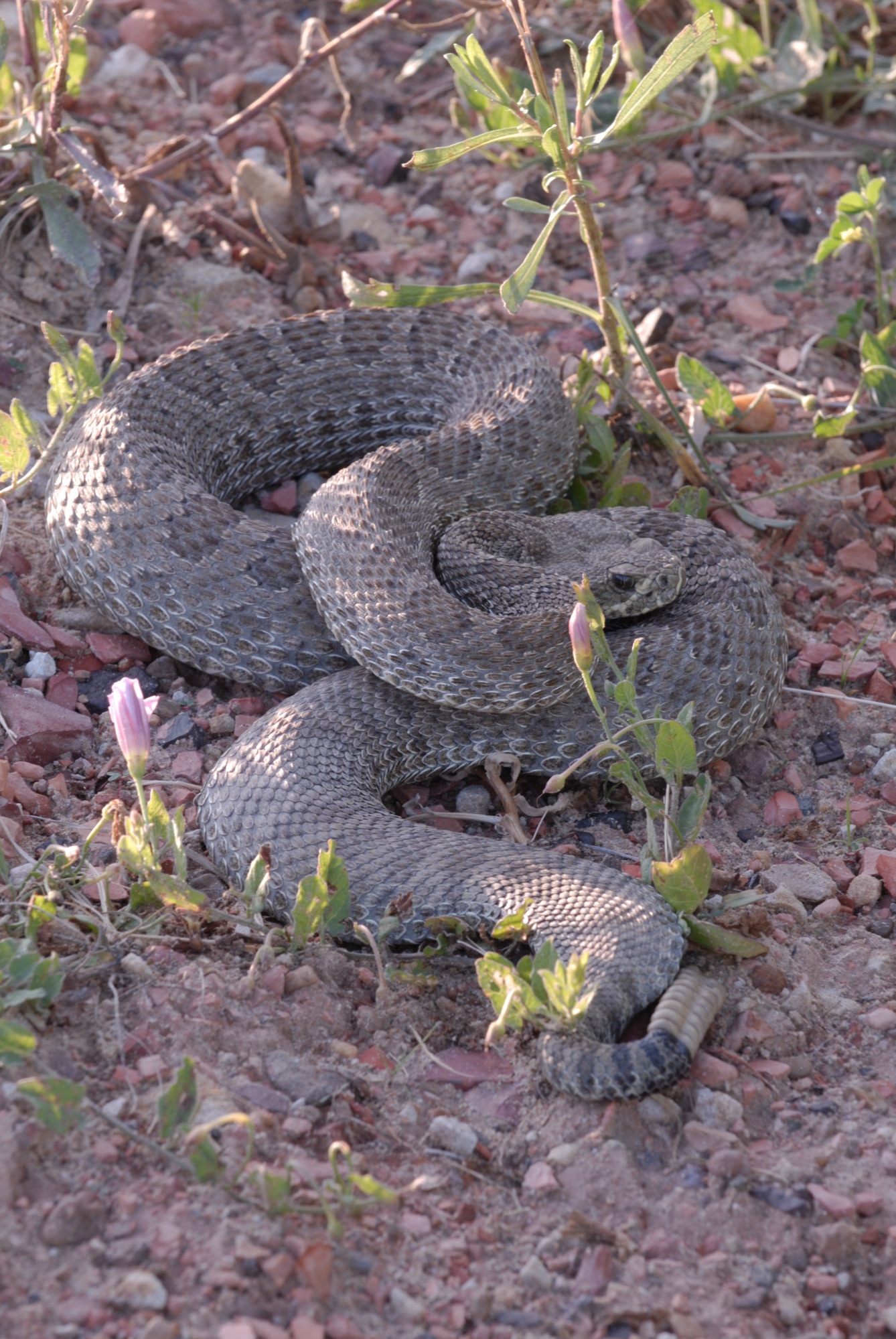 A coiled prairie rattlesnake lies curled on the ground, with flowering plants visible around it. 