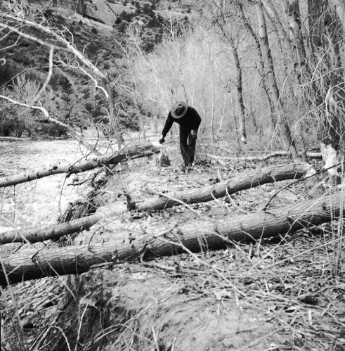 Tree damages as a result of beaver work along Virgin River near Weeping Rock, southeast of Angels Landing. Fremont cottonwoods.