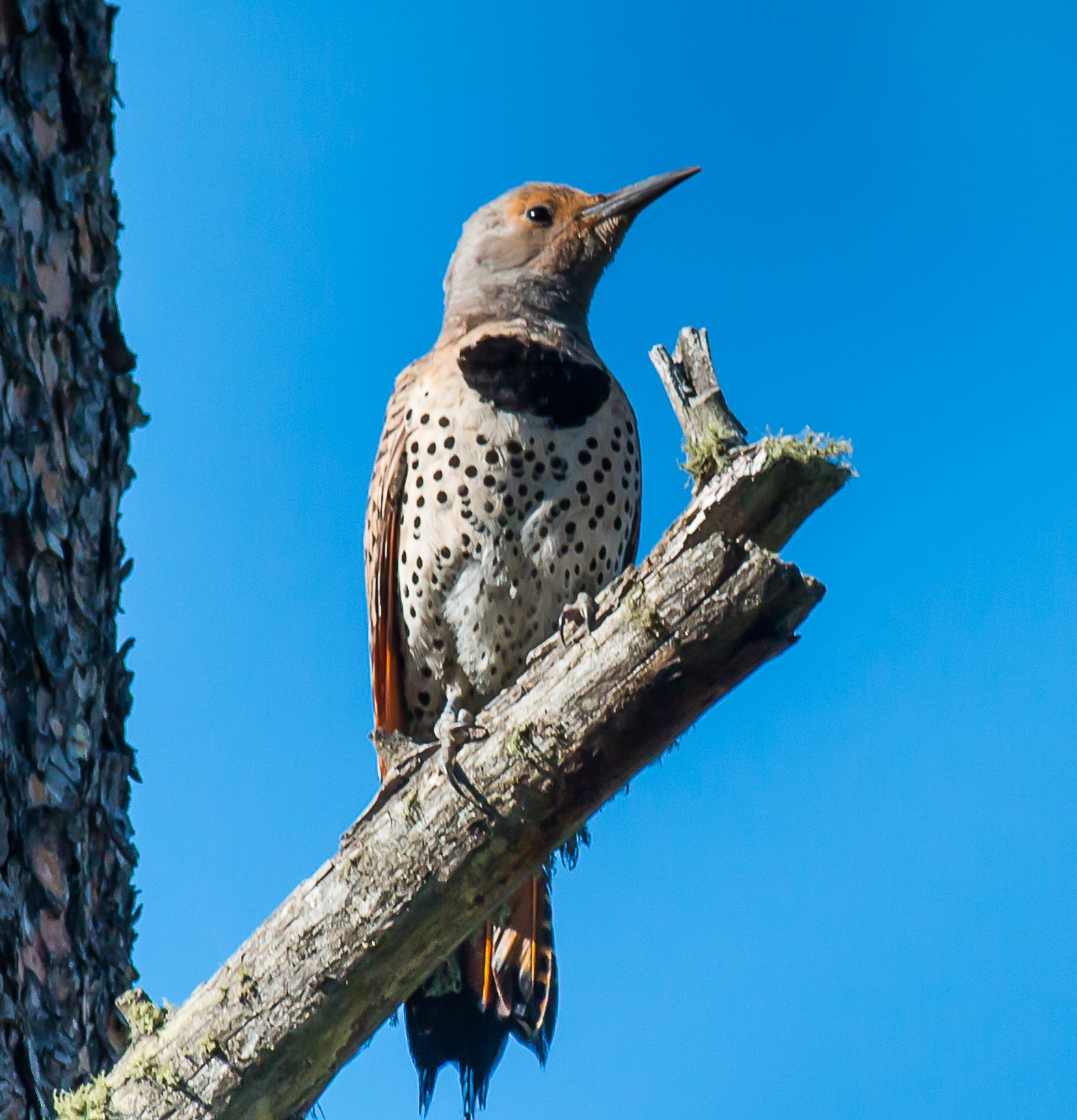 A Northern Flicker looking to the right perched on a dead branch of a ponderosa pine tree.  The flicker has a gray breast with black spots, a large black patch at the top of the breast and brown feathers around the face.