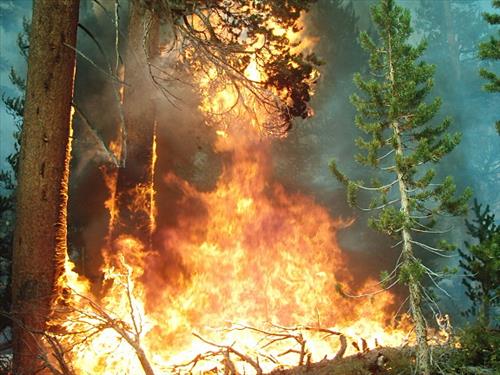 McClure wildfire used for resource benefit, Sequoia and Kings Canyon National Parks, summer 2004