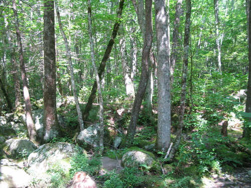 GRSM Accuracy Assessment. Plot Code: GRSM_AA_0244_6