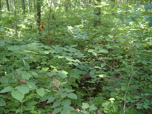 Abandoned water wells at Mammoth Cave National Park 2005