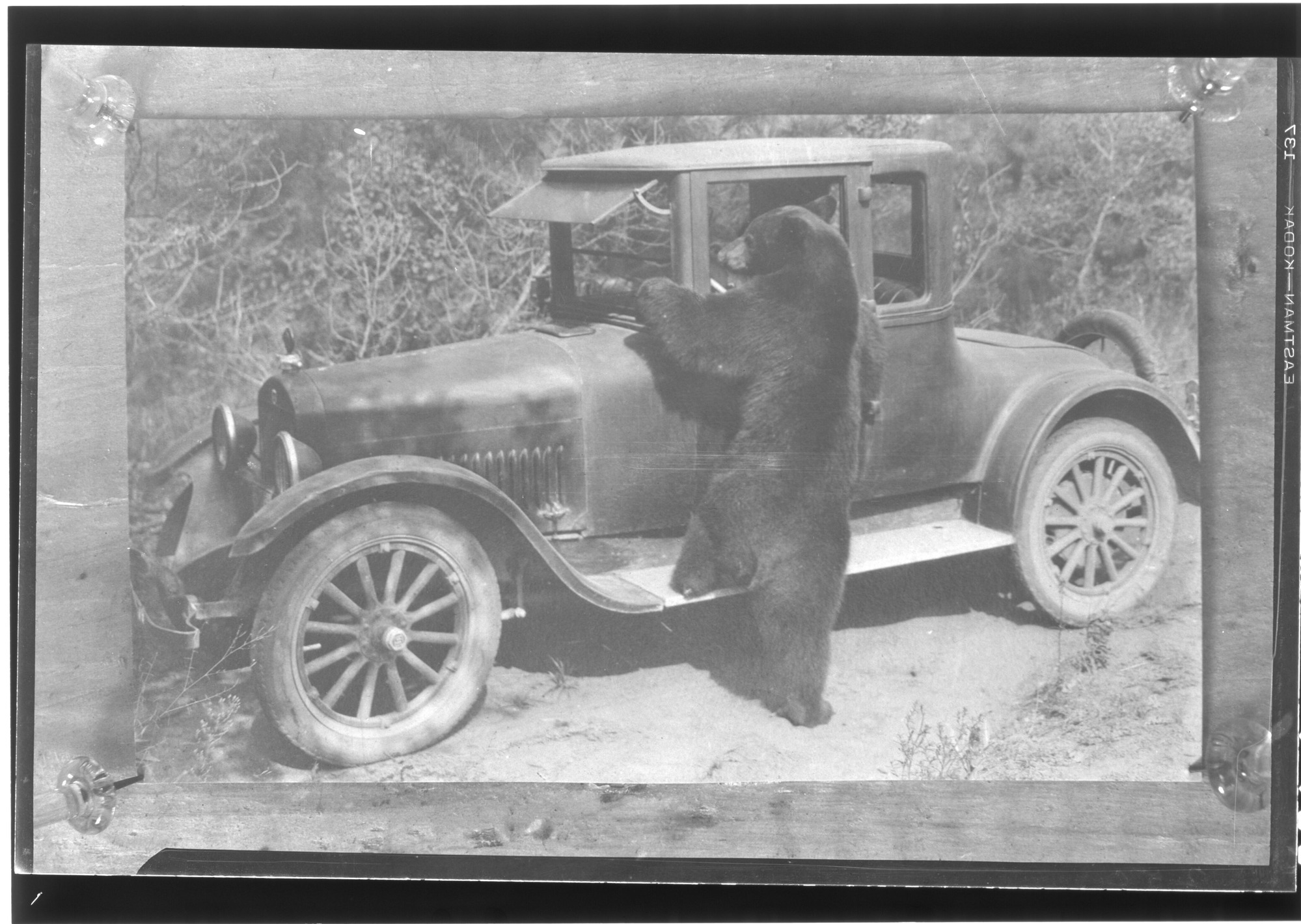 A bear getting into a car