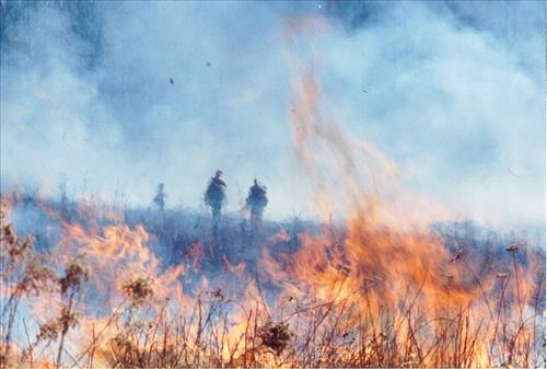 Spotsylvania courthouse prescribed burn, 2004