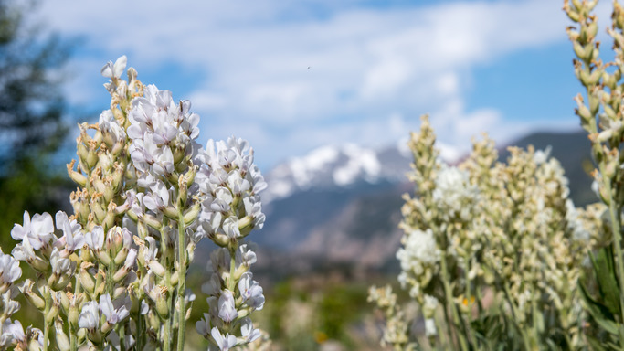 tall stalks of white flowers in focus in the foreground with an out of focus snowy mountain in the background