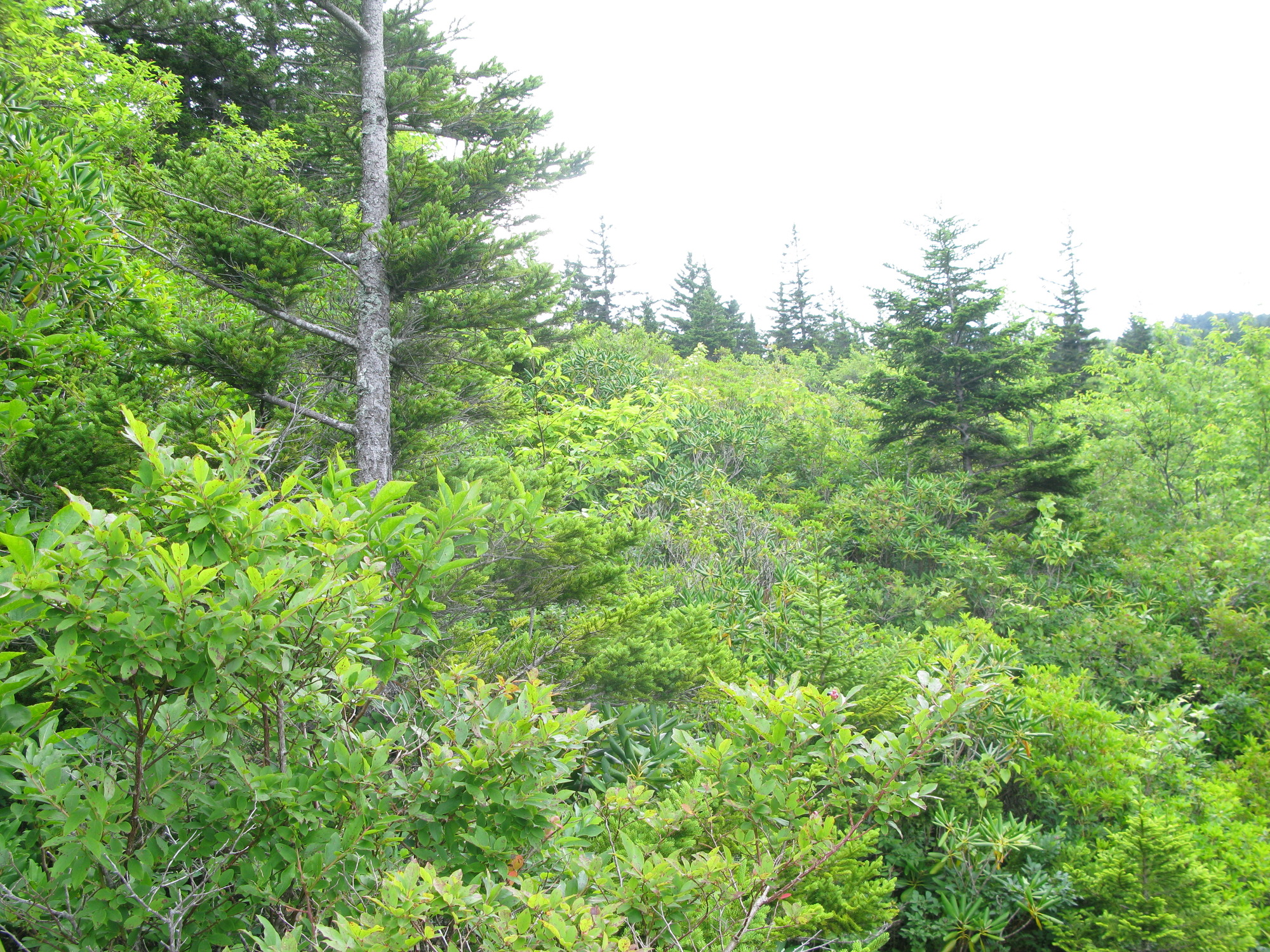 Plot Code: GRSM_AA_0473_3