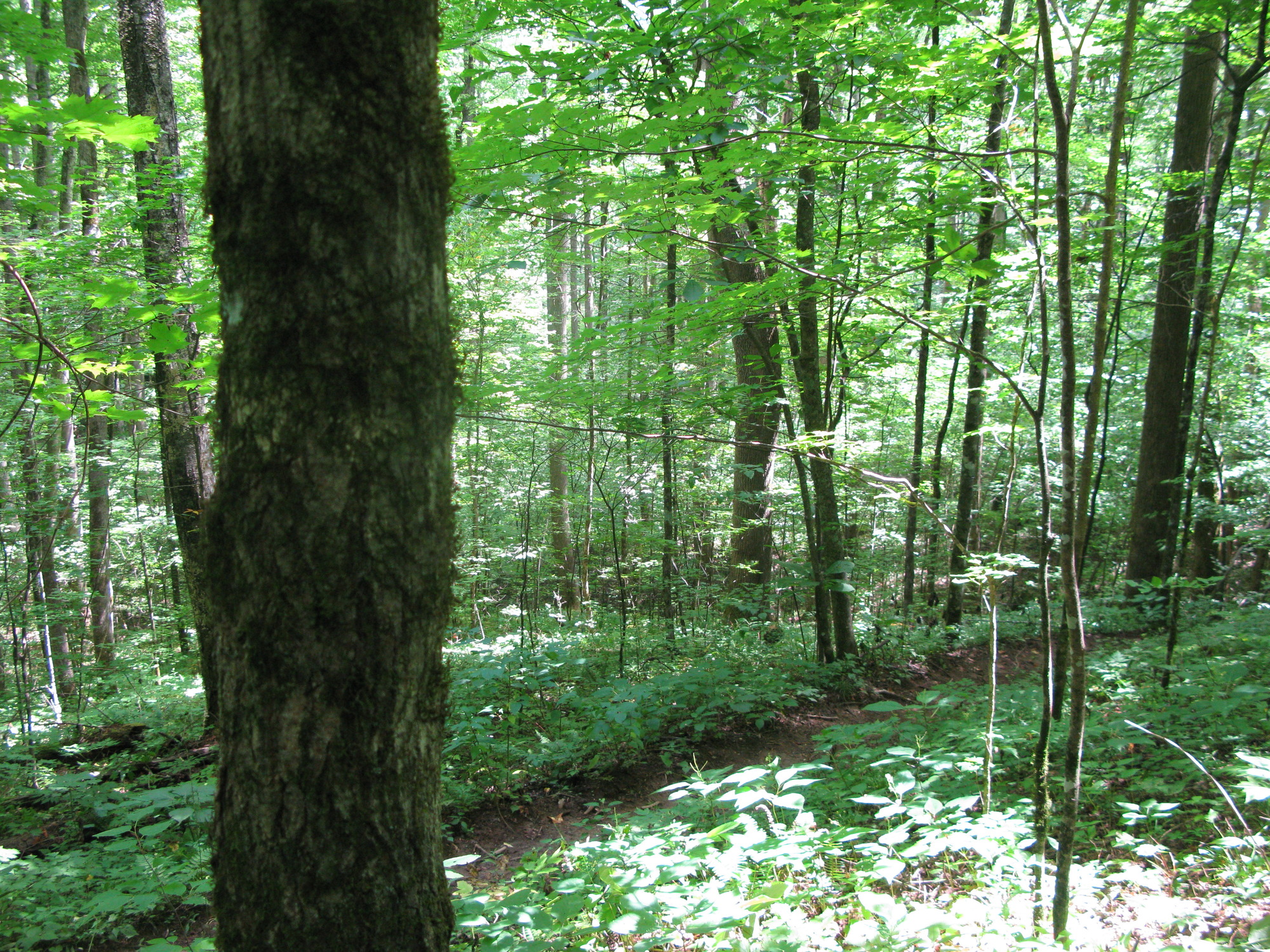 GRSM Accuracy Assessment. Plot Code: GRSM_AA_0205_3