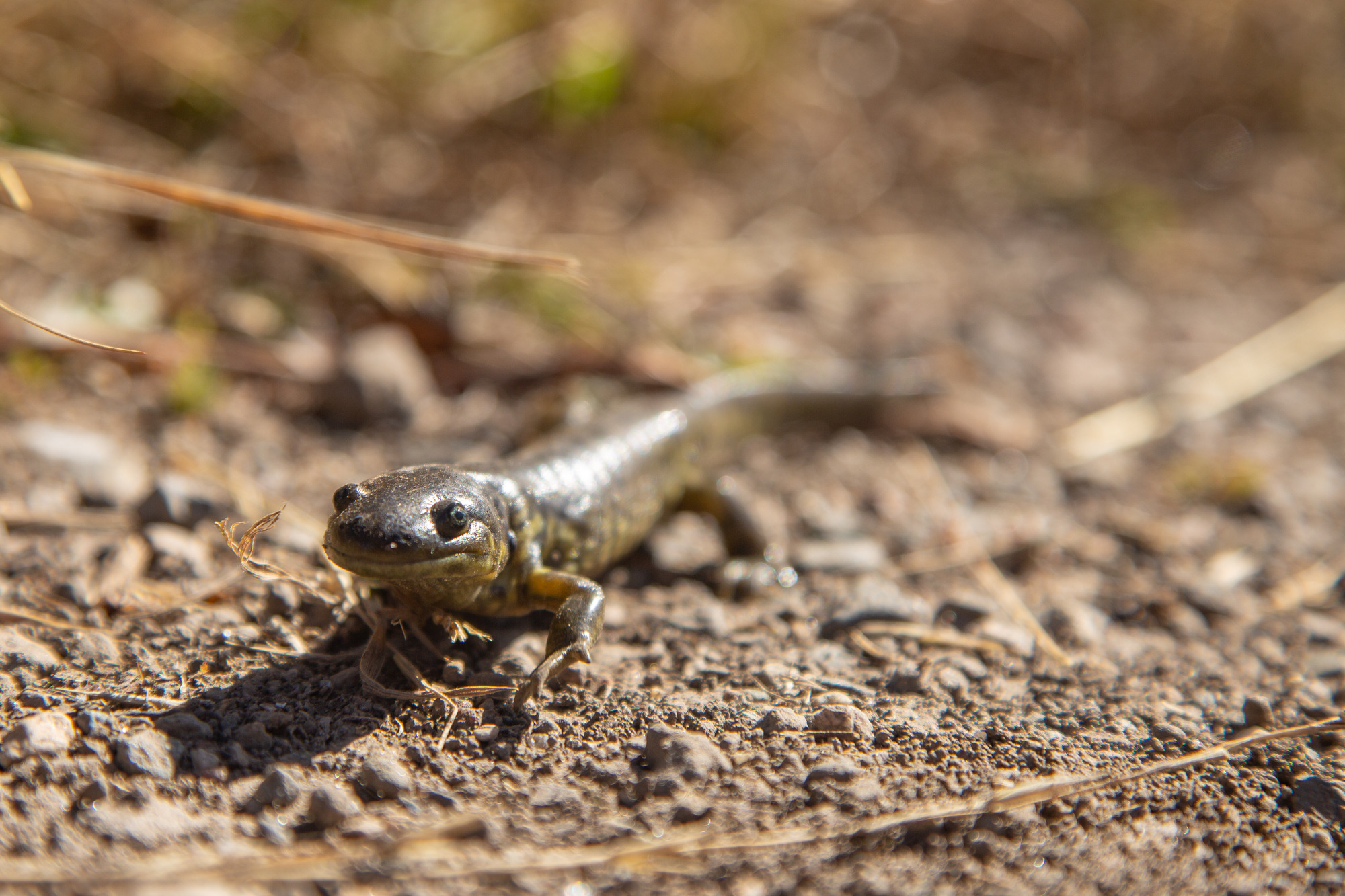 Salamander moves across dirt