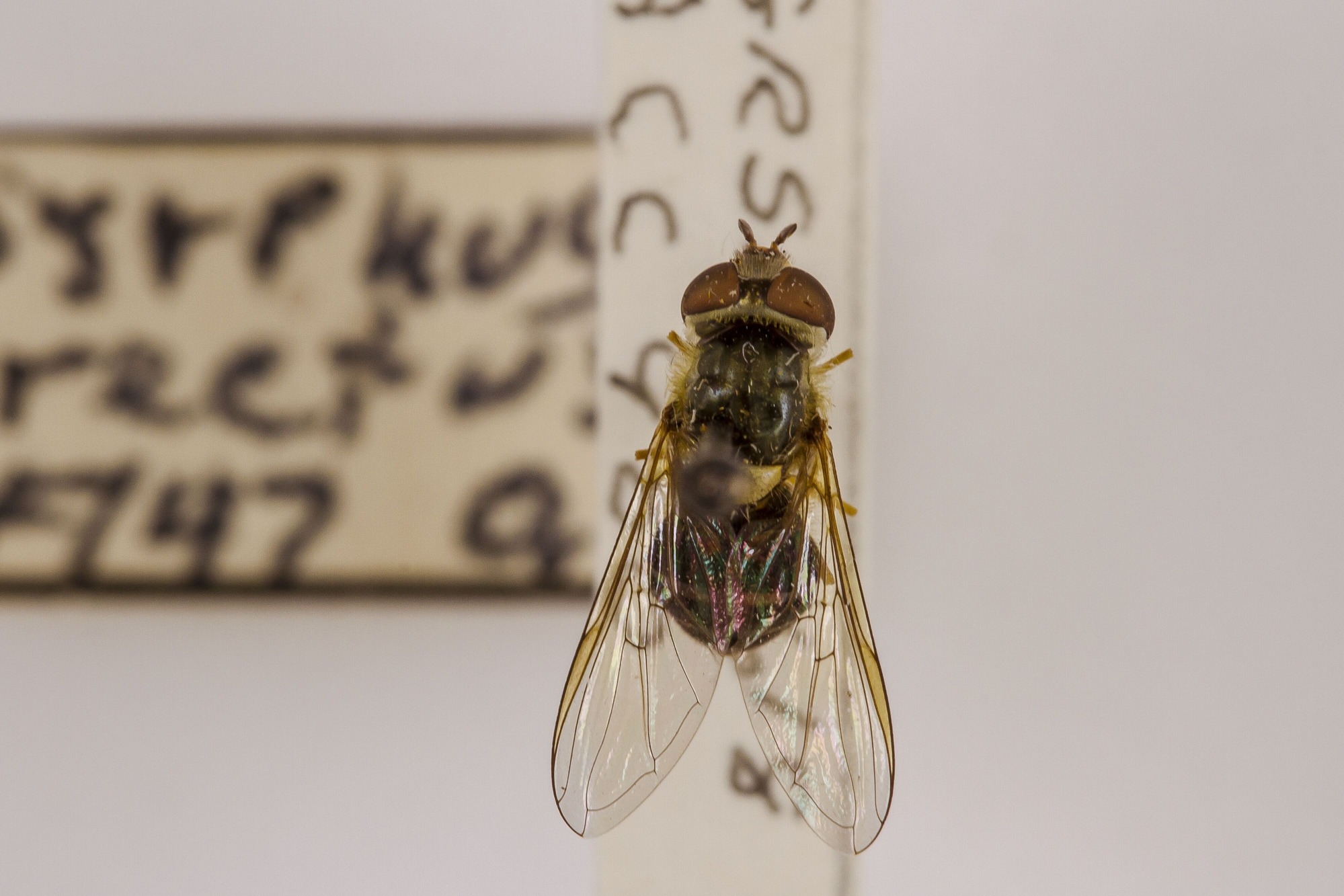 Image of Syrphus rectus, a species of Animalia