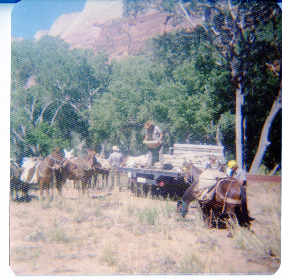 Horse pack-train being prepared to head to the East Rim trail for trail maintenance work.