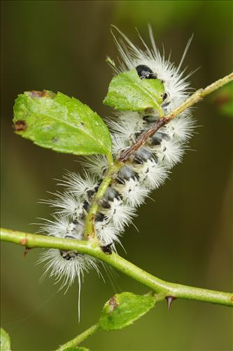 Tussock moth caterpillars in Cuyahoga Valley National Park