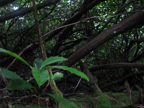 Plot Code: GRSM_AA_0695_3