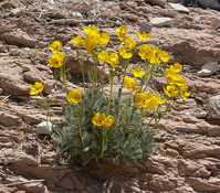 Las Vegas Bearpoppy
