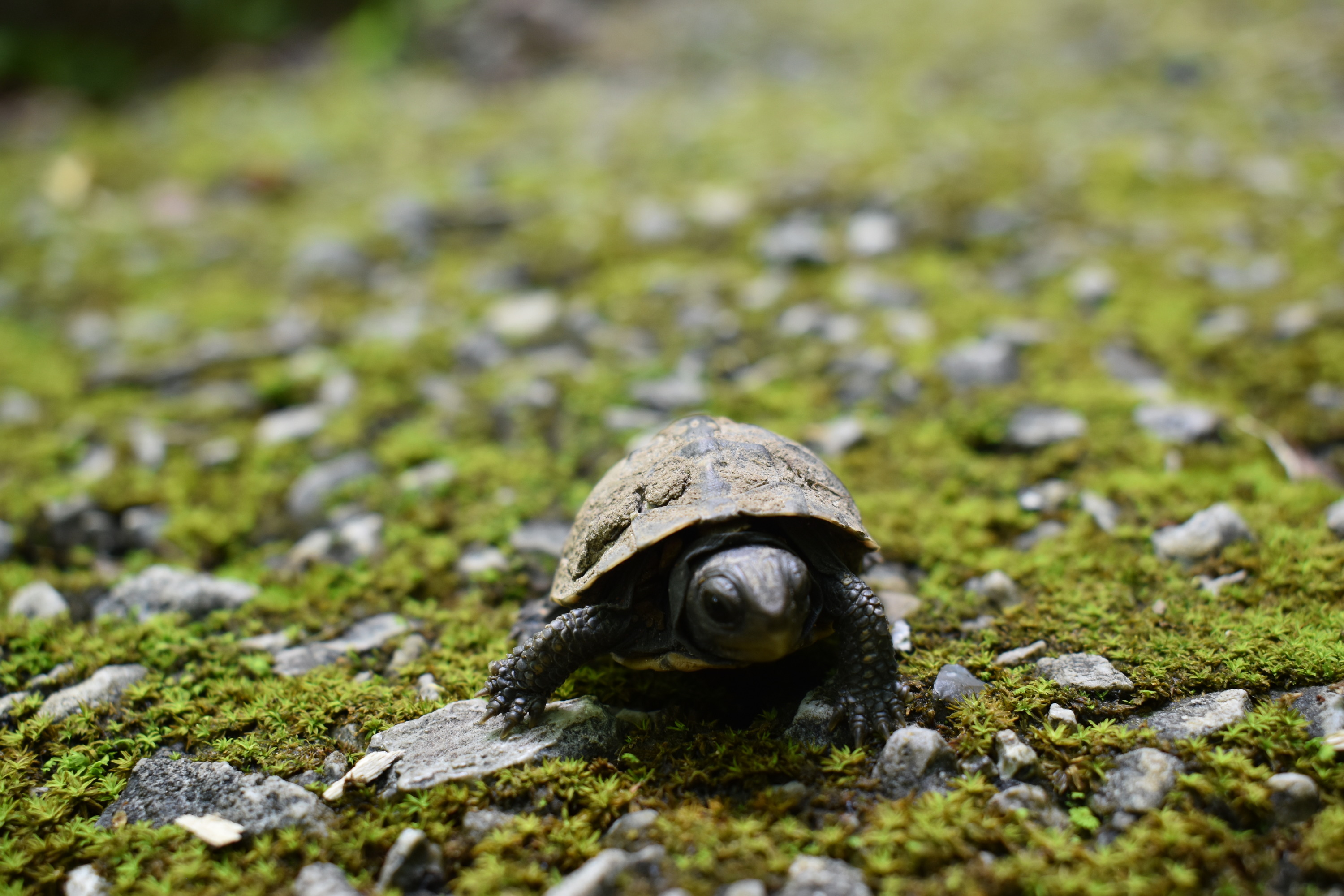 Baby box turtle on the hiking trail