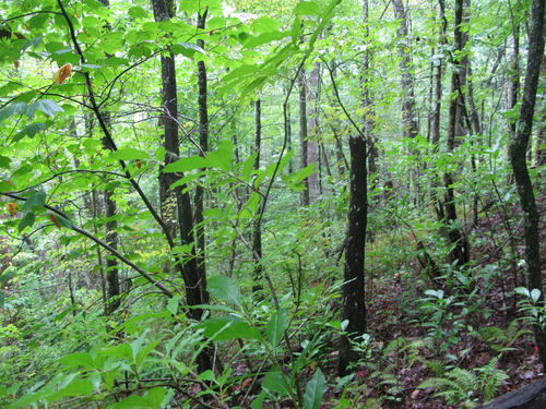 GRSM Accuracy Assessment. Plot Code: GRSM_AA_0208_4