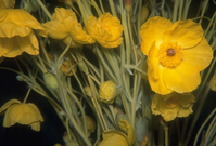 Las Vegas Bearpoppy close up