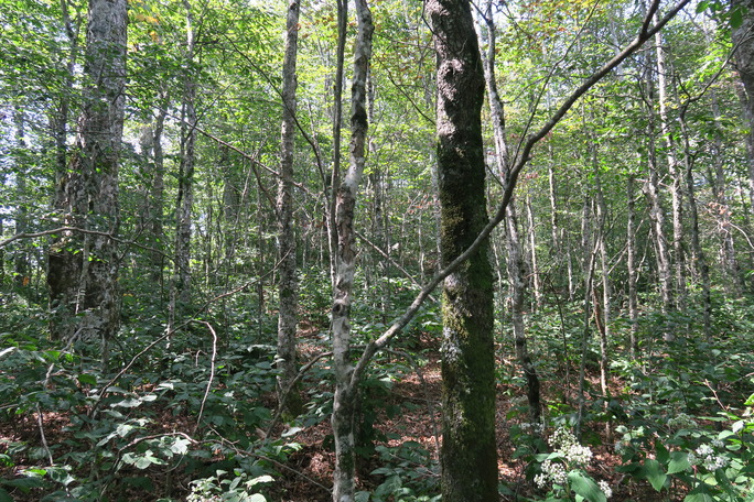 GRSM Accuracy Assessment. Plot Code: GRSM_AA_0761_5