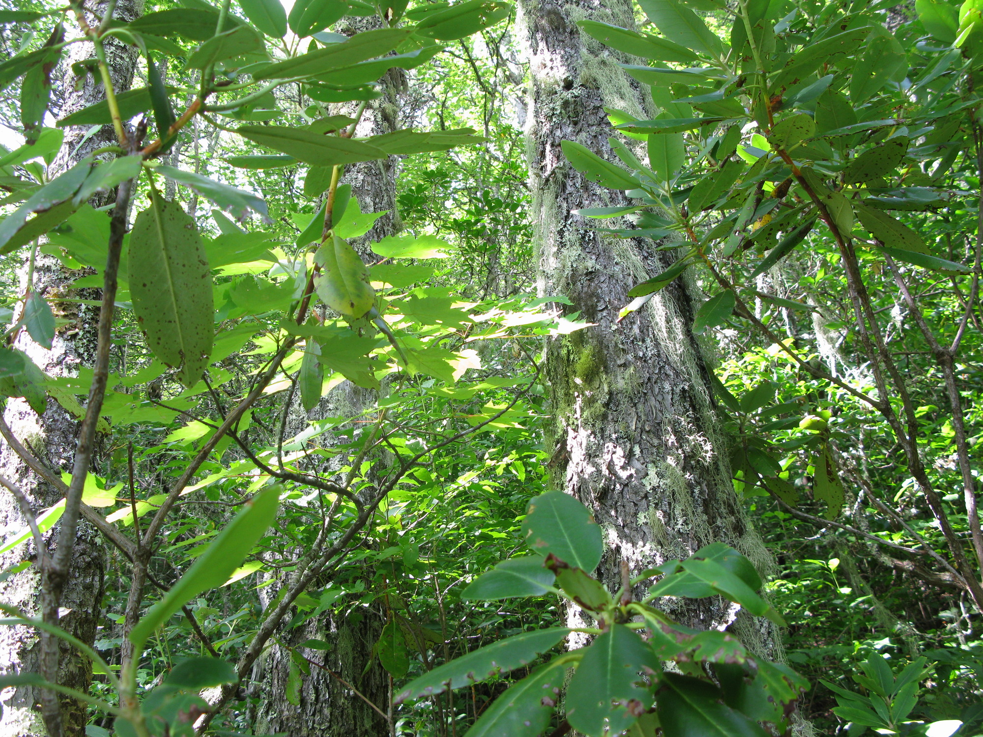 GRSM Accuracy Assessment. Plot Code: GRSM_AA_0883_2