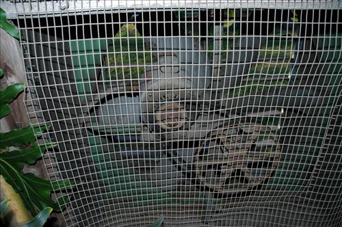 KEAQ-Existing Conditions at Kenilworth Aquatic Gardens, December 10, 2009