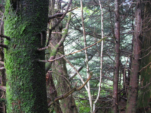 GRSM Accuracy Assessment. Plot Code: GRSM_AA_0242_5