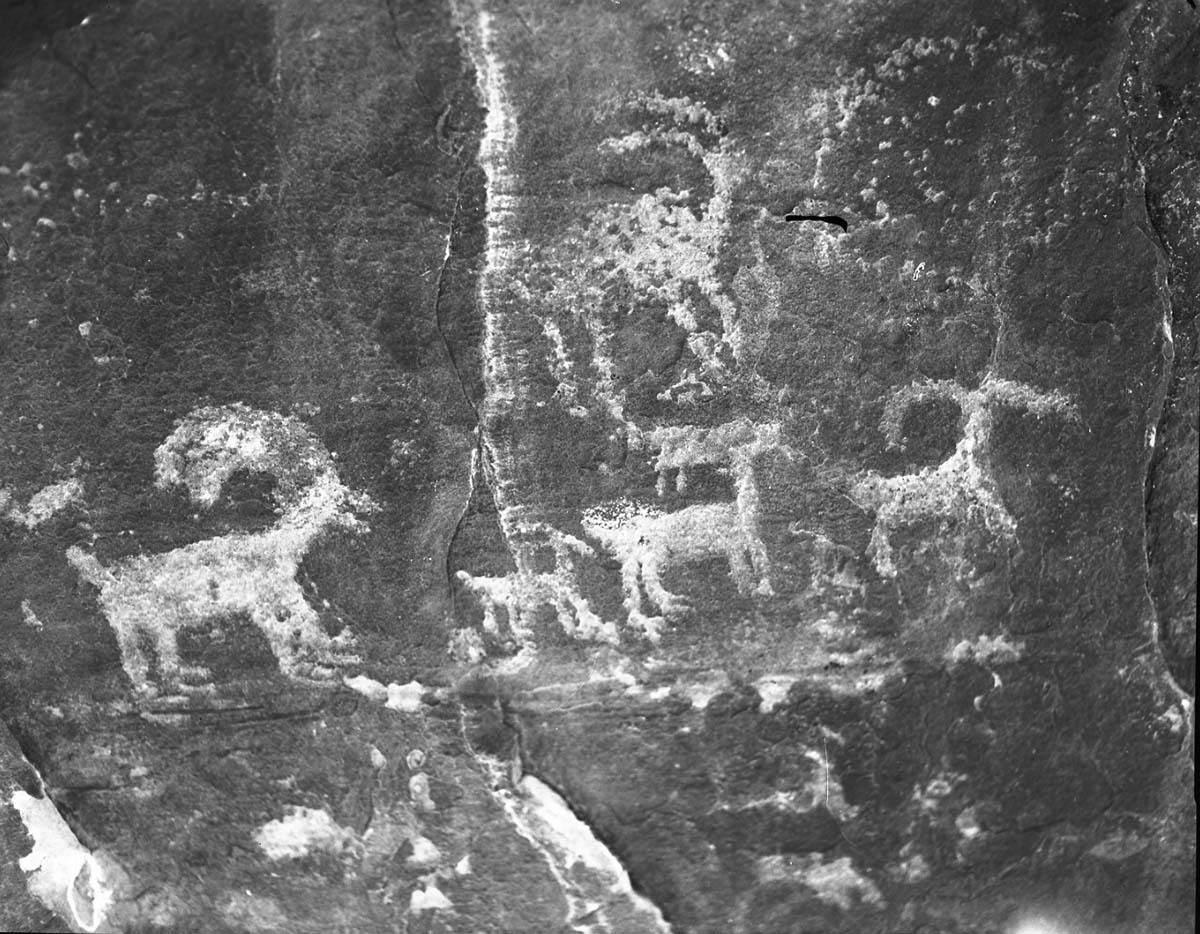 Petroglyphs of bighorn sheep in Petroglyph Canyon.