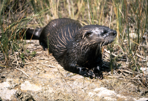 A River Otter resting in some vegetation.