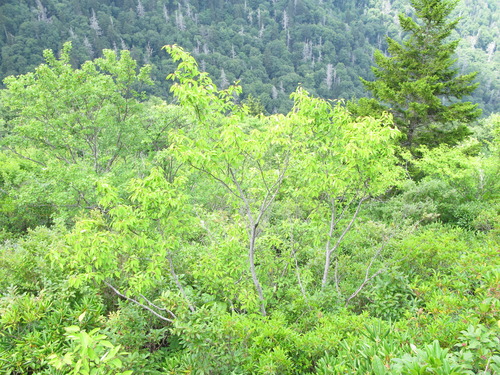 Plot Code: GRSM_AA_0473_6