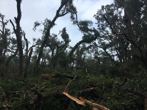 Pile of broken off tree tops litter the ground
