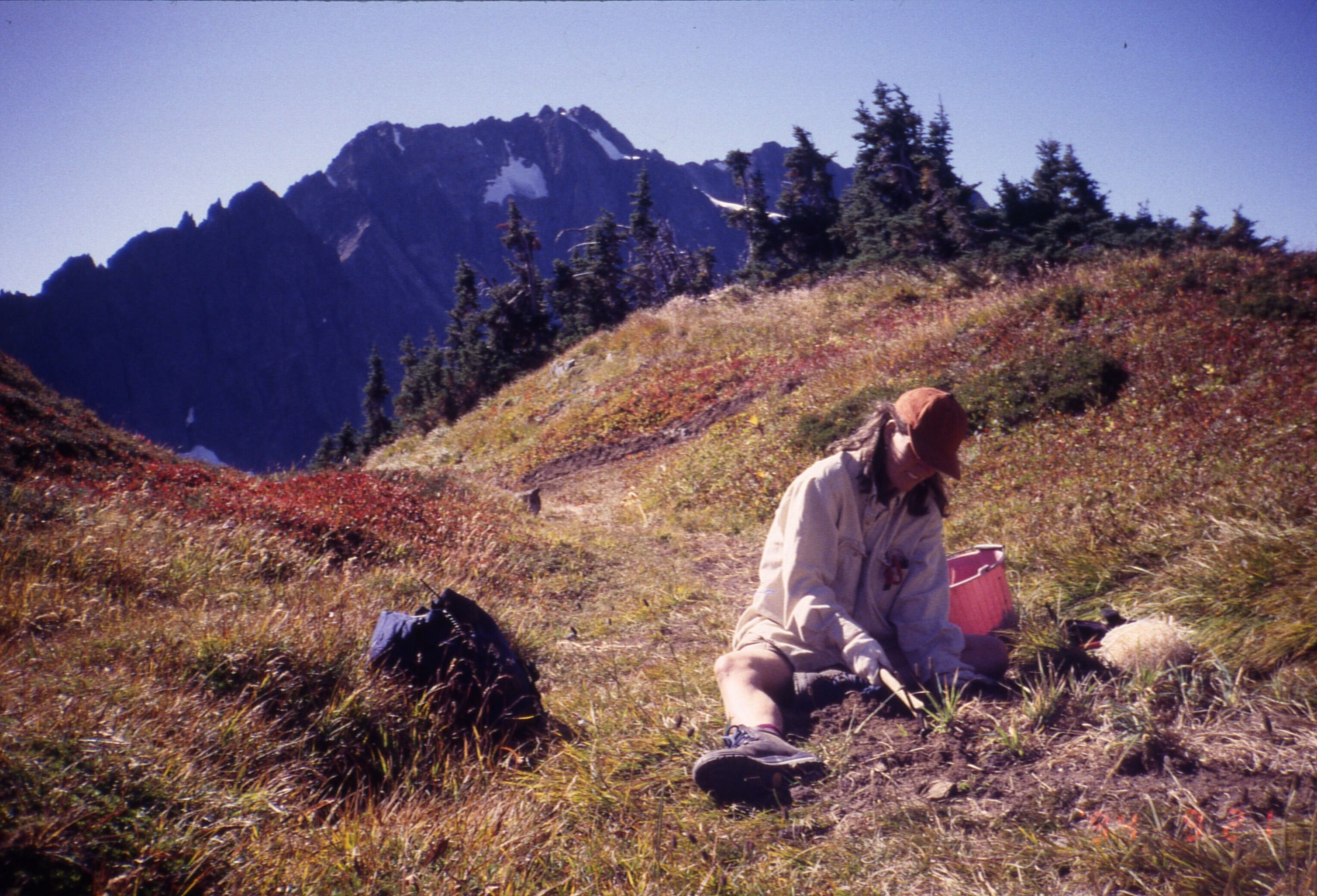 A gardener sitting beside a backpack and bucket in a meadow of gentle hills of wildflowers, shrubs, and grasses. In the background is a line of trees. In the distance is a mountain peak.