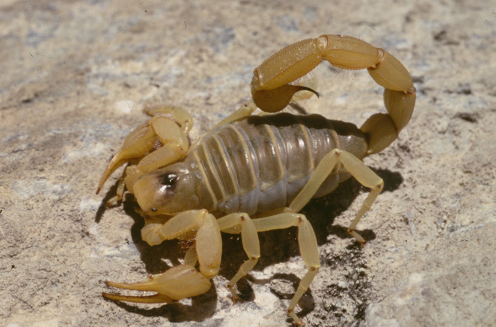 A  close-up of a large yellow and brown scorpion on a rock.