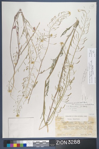Herbarium Specimen Sheet 3288