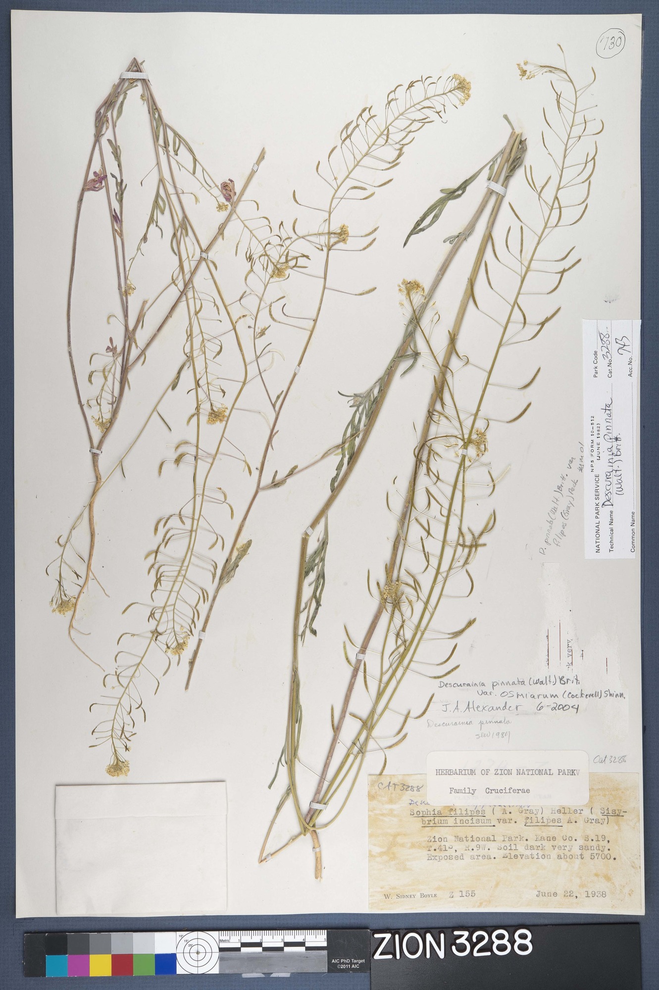 Herbarium Specimen Sheet 3288