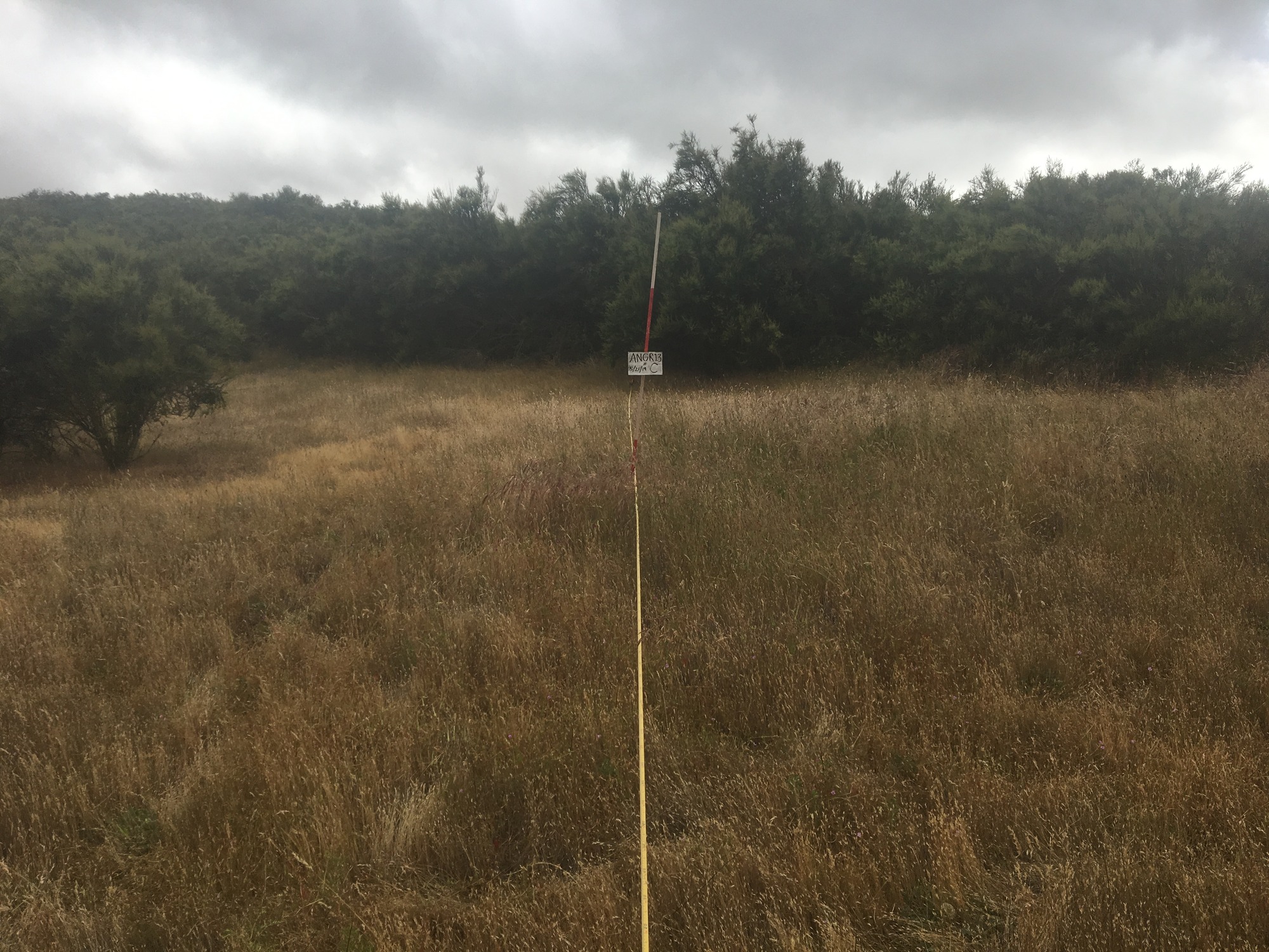 Eye-level view from the center point of a plant community monitoring plot