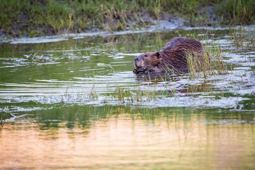 Beaver is in water chewing on something with its hands up to its mouth.