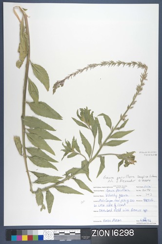 Herbarium Specimen Sheet 16298