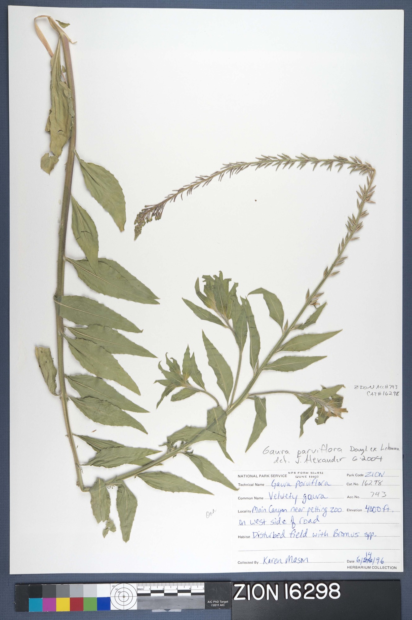 Herbarium Specimen Sheet 16298