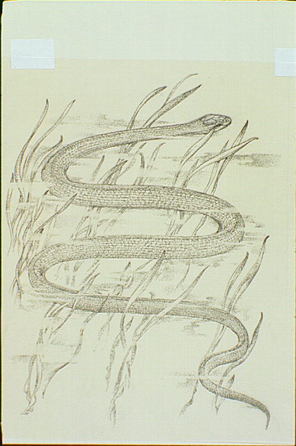 Mangrove water snake