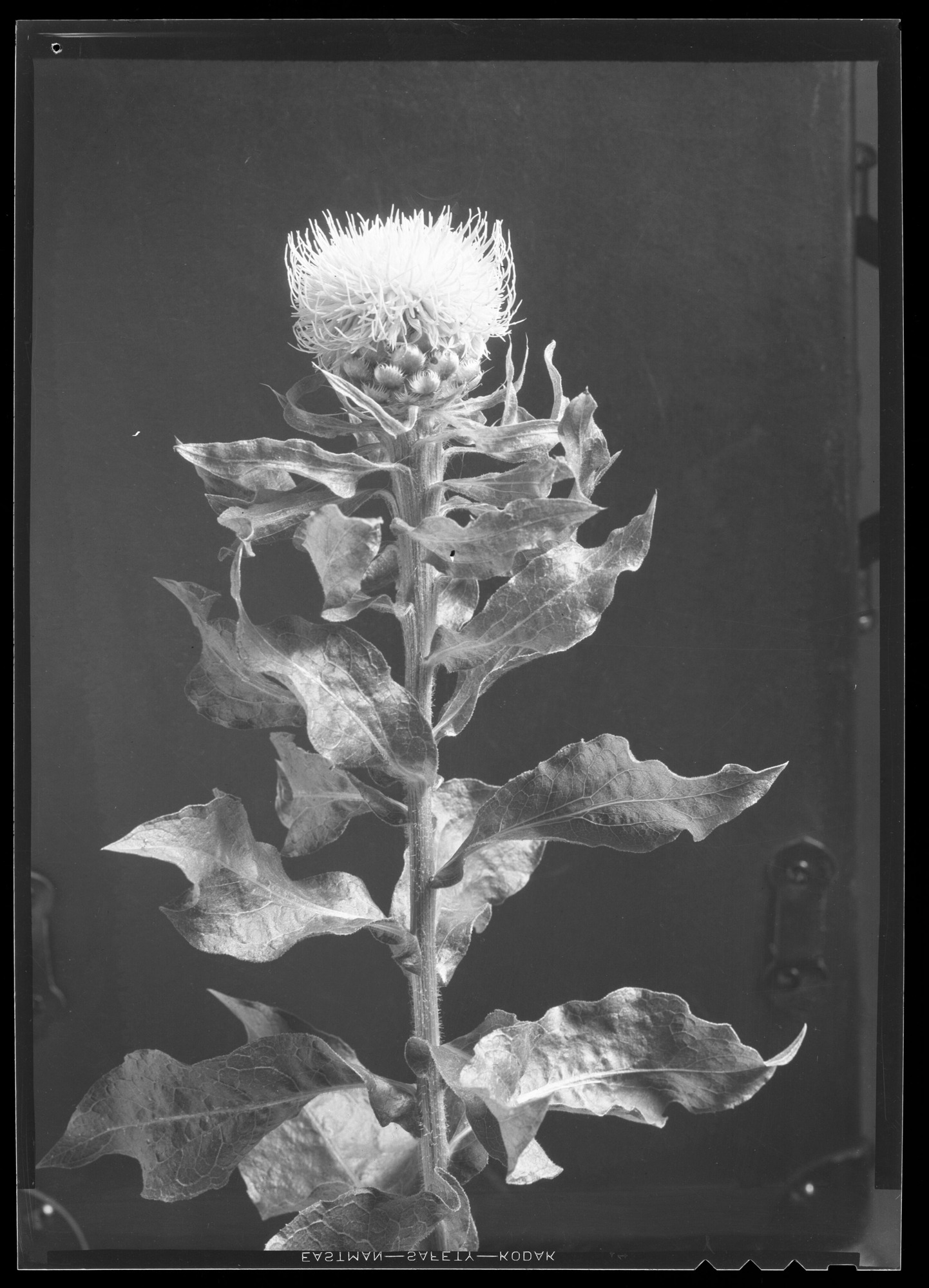 Centaurea cephalaria (single flower b.b.) at Mrs. Mather's - Darien, Conn.