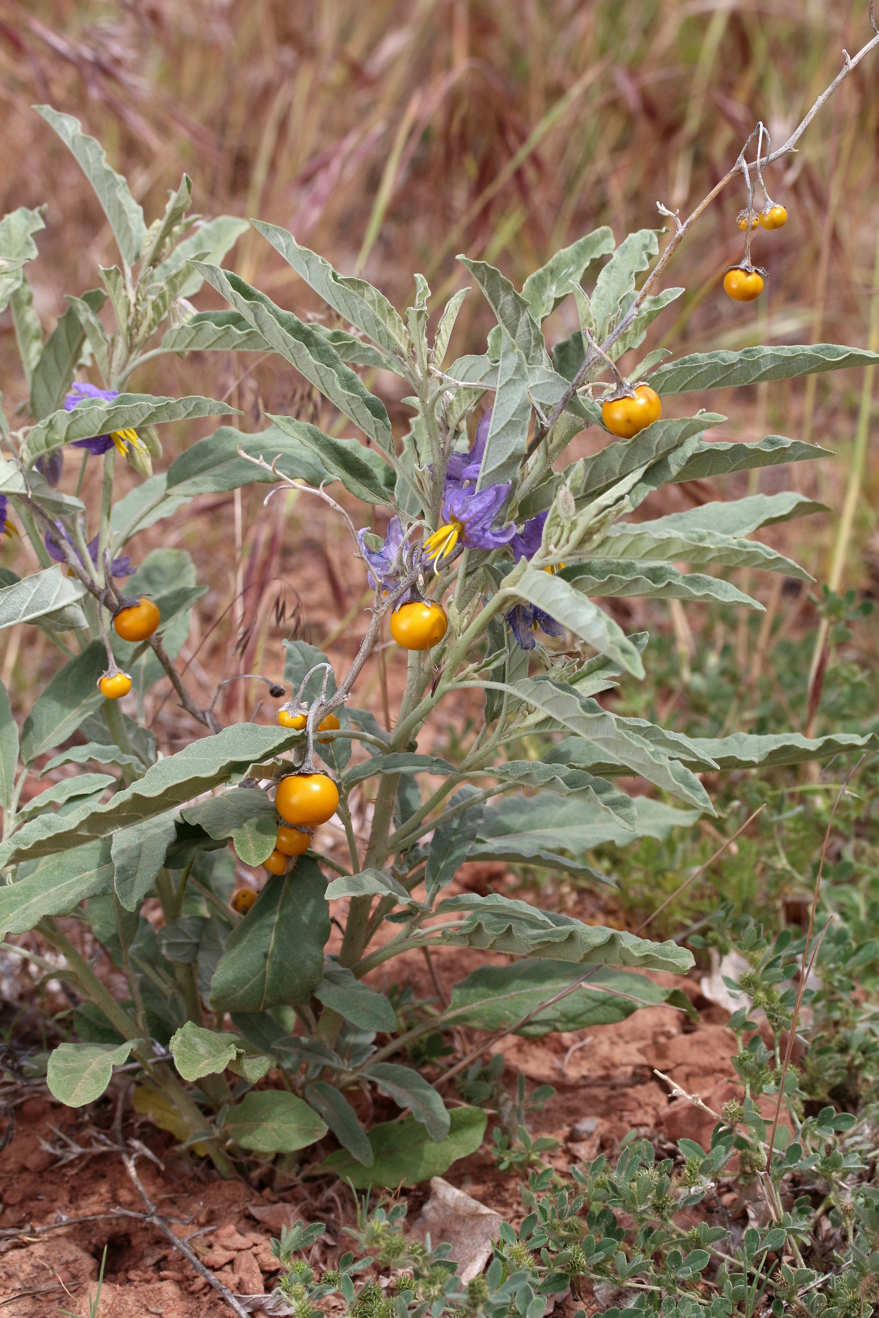 Solanum elaeagnifolium, Silverleaf nightshade
