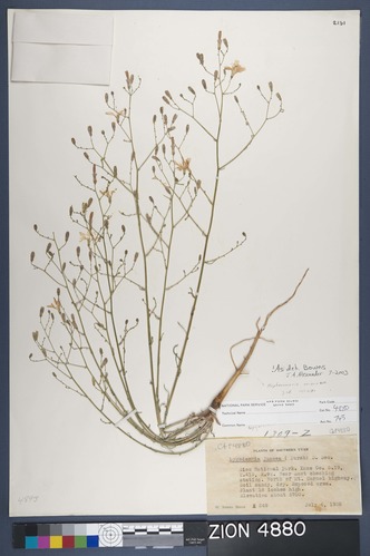 Herbarium Specimen Sheet 4880