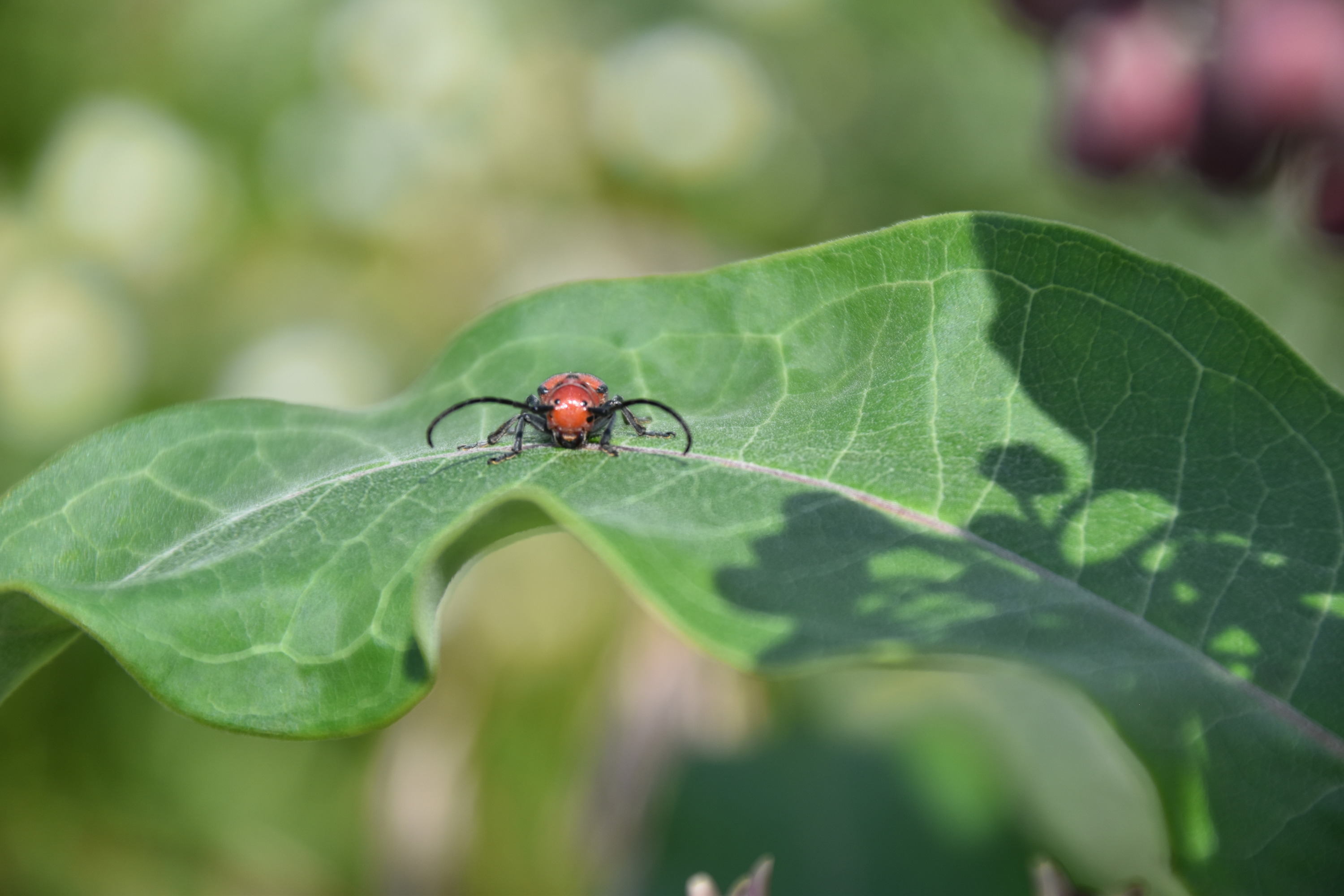 Front facing red milkweed beetle on milkweed plant