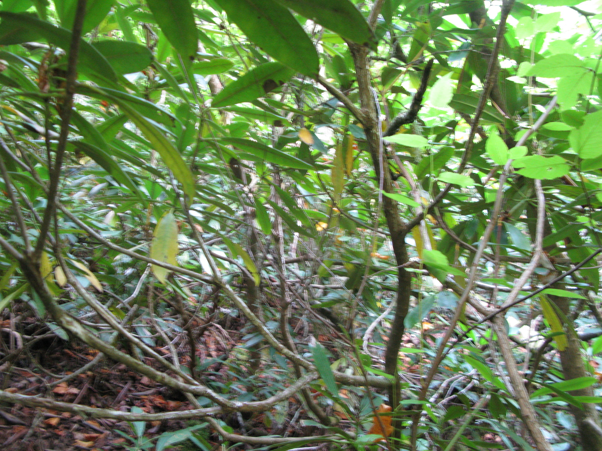 GRSM Accuracy Assessment. Plot Code: GRSM_AA_0334_4