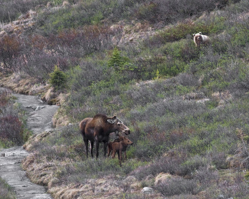 a bear on a hillside looking down at a nearby moose with two calves