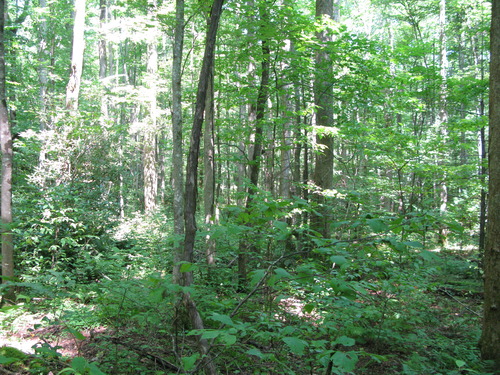 Plot Code: GRSM_AA_0573_6