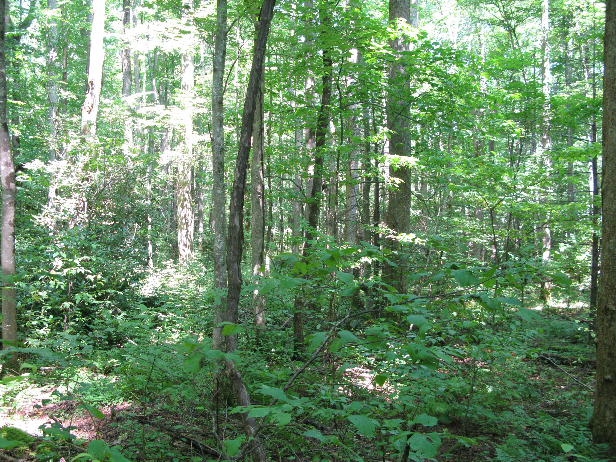 Plot Code: GRSM_AA_0573_6